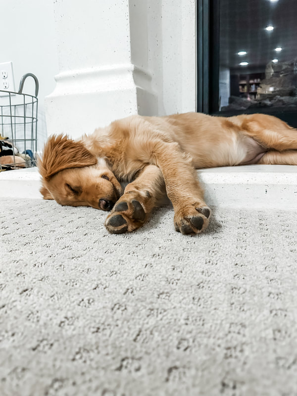 Golden Retriever puppy sleeping