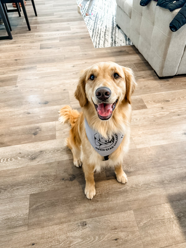 Golden Retriever therapy dog wearing therapy bandana 
