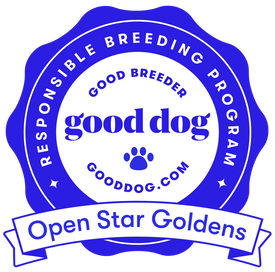 Open Star Goldens with Good Dog responsible breeder badge